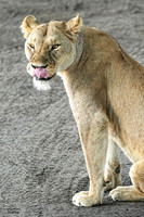 Lion licking her chops 3 det + WWI