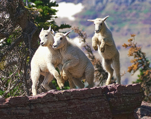 Mt Goat 3 det WWI
