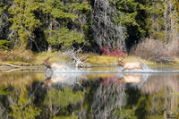 Elk Crossing Fall 9 det + WWI