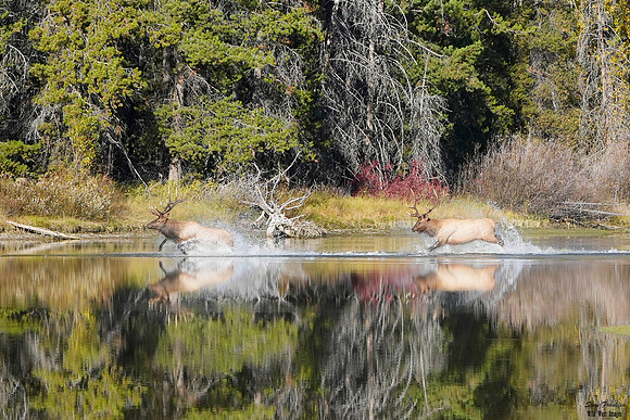 Elk Crossing Fall 9 det + WWI