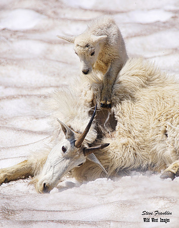 Mt Goat kid 13 det WWI