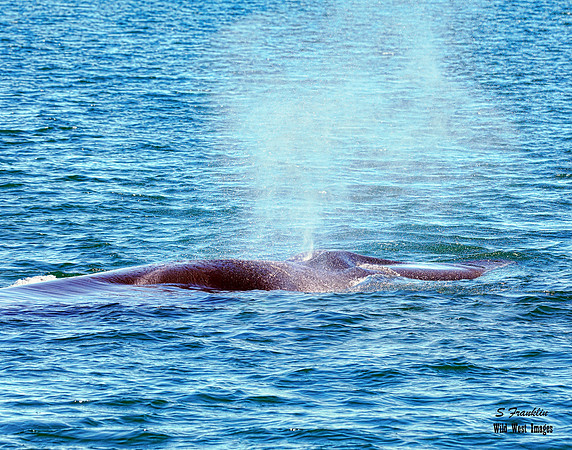 Fin whale Spout 1 det WWI