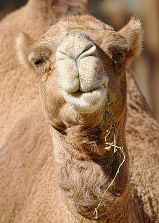 Camel 1 det