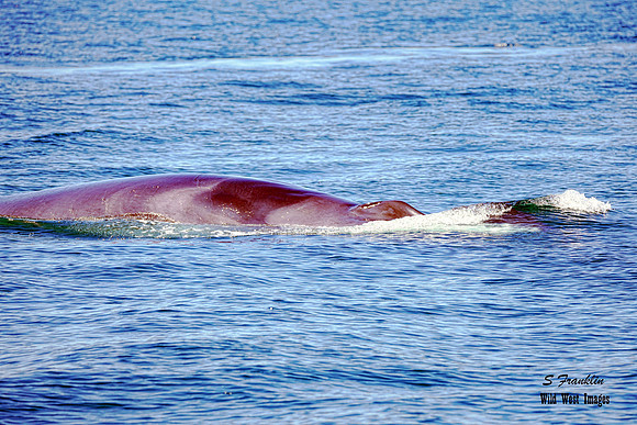 Fin Whale 1 det WWI (2)