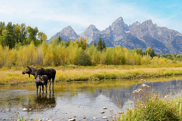 Moose at Schwa 2 det WWI