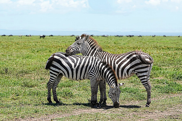 Zebra herd 10 det WWI