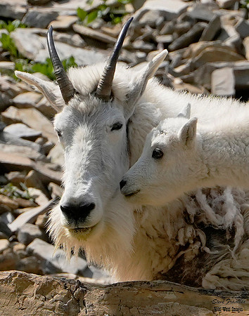 Goat mom n kid 7 det +WWI