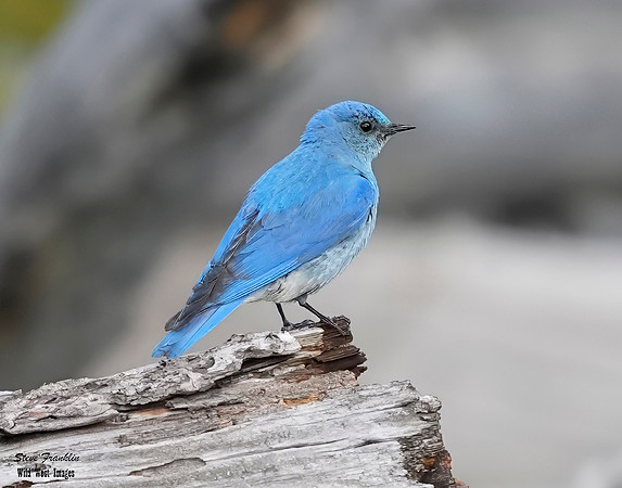 Bluebird 2 det + WWI