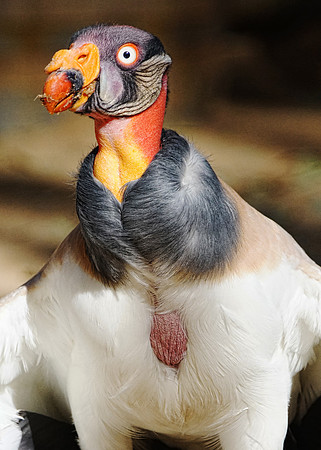 King Vulture 1 det