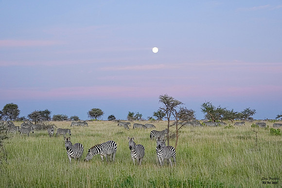 Zebra moon set 1 det WWI