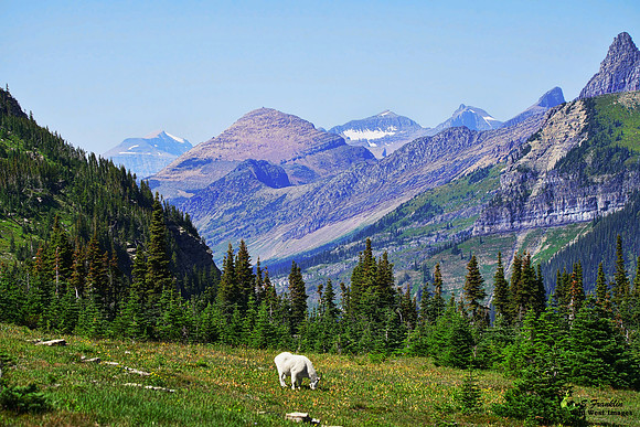 White Mountain Goat at Logan Pass