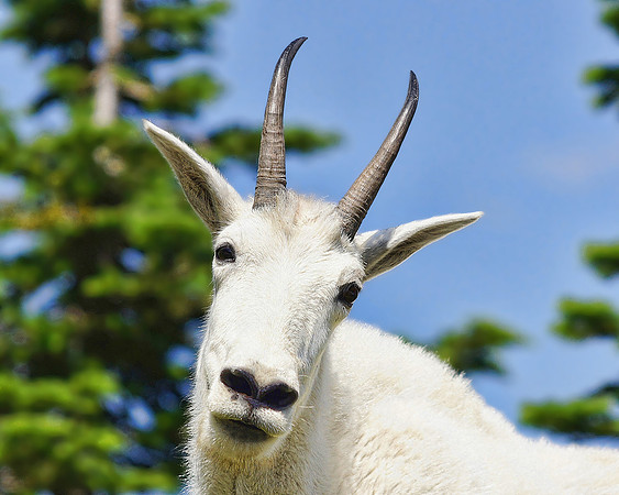 White Mountain Goat 4
