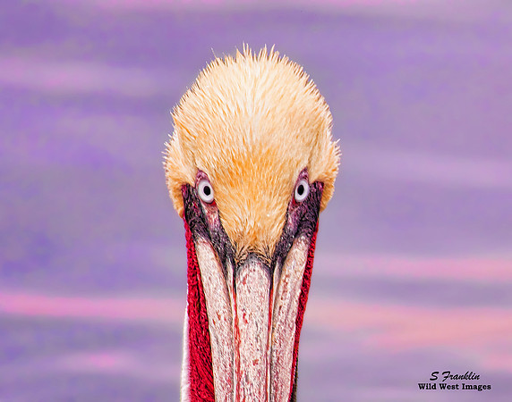 Brown Pelican 10