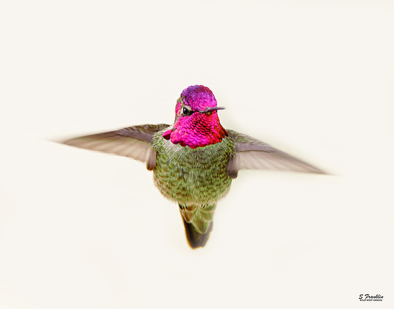 Anna's Hummingbird 5