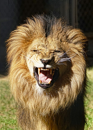 Lion 1 det