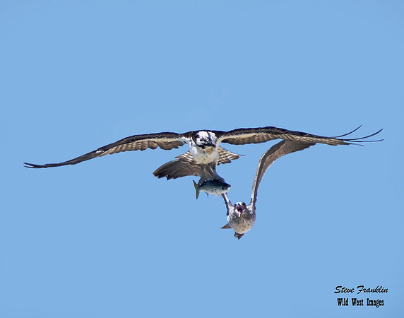 Osprey Fish 1 det WWI (2)