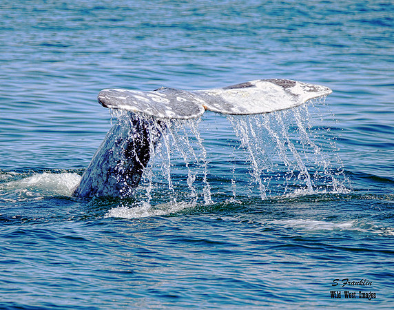 Grey Whale Tail 2 det WWI