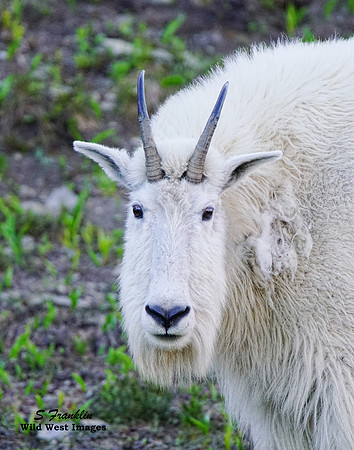 White Mountain Goat 18