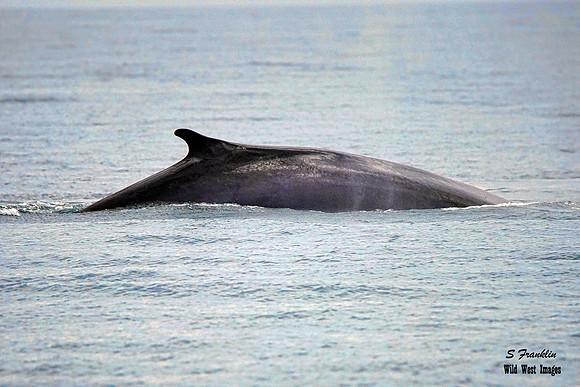 Fin Whale 1 det WWI