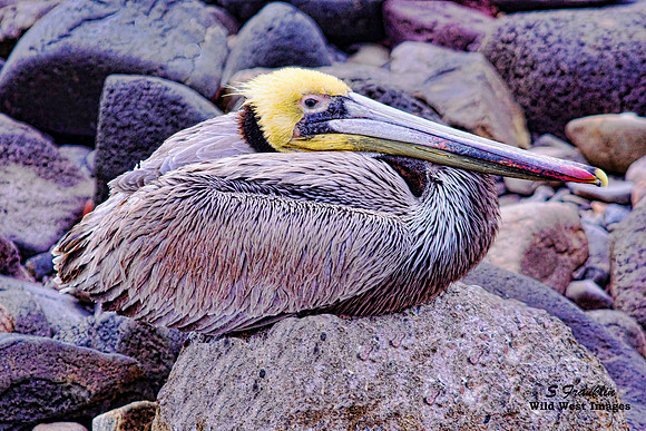 Brown Pelican Male resting 1