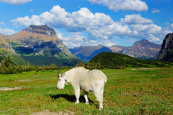 White Mountain Goat 2