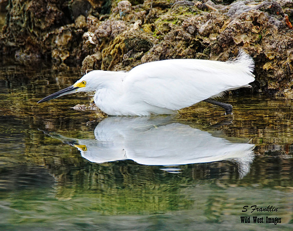 Snowy Egret 1 det WWI