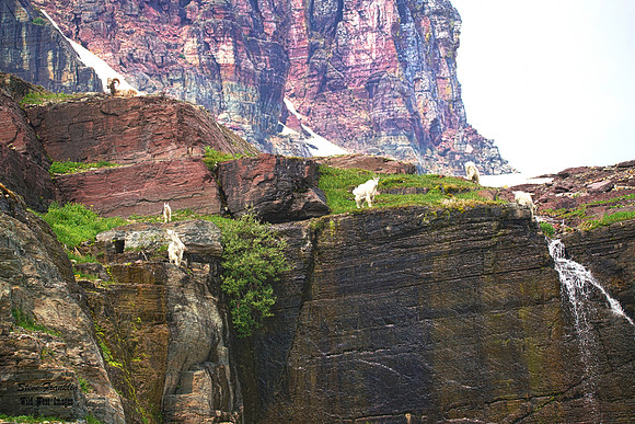Glacier Goats meet sheep 1 det WWI