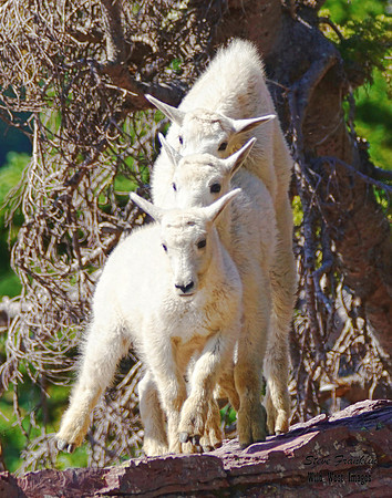 Mt Goat 8 det WWI