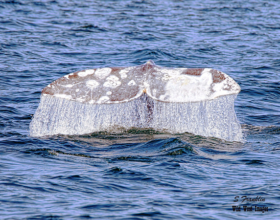 Grey Whale Tail 4 det WWI