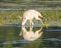 Coyote reflection 17 det WWI