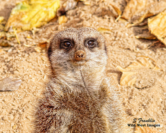 Meerkat 1
