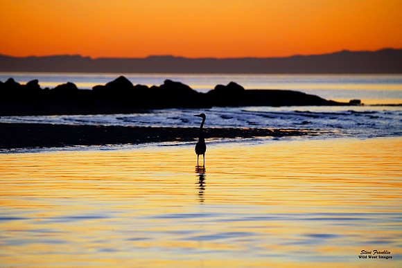 Heron Sunset