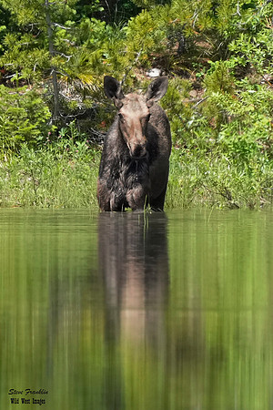 Moose pond 2 det WWI