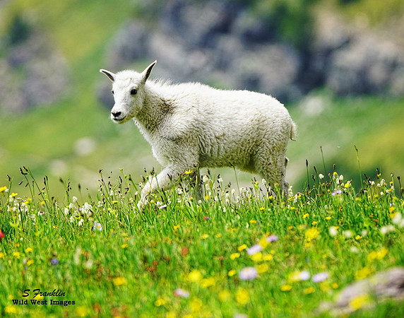 White Mountain Goat 11
