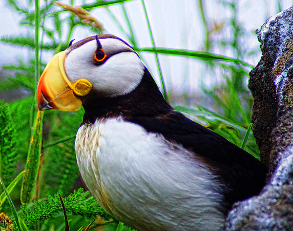 Puffin Horned 3 det