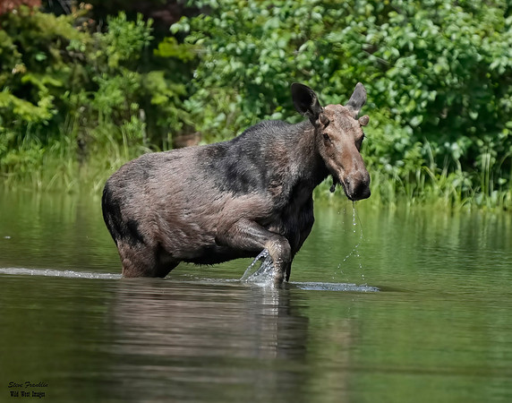 Moose pond 1 det WWI