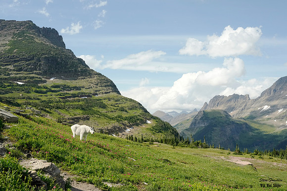 Mt Goat Meadow 3 det WWI