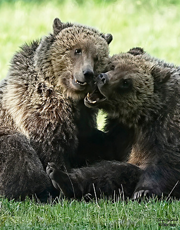 Beryl cubs 6 det + WWI - Copy
