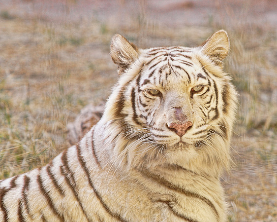 White Tiger 3 + det
