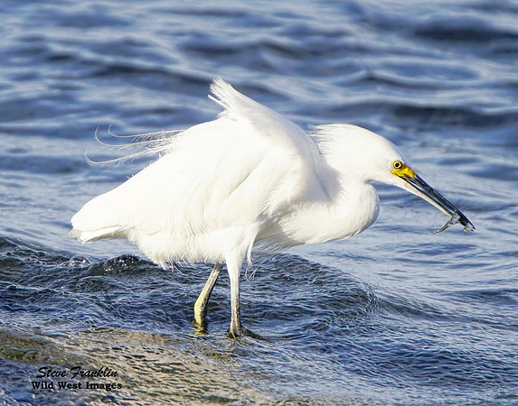 Snowy Egret with Fish 1