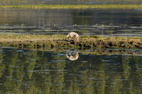 Coyote reflection 9 det WWI
