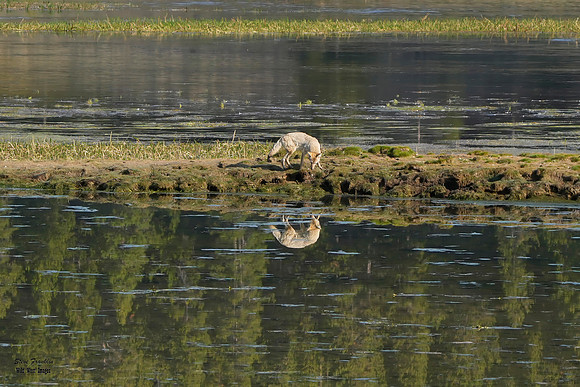 Coyote reflection 9 det WWI