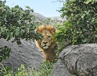 Lion peeks 1 det WWI.jpg c