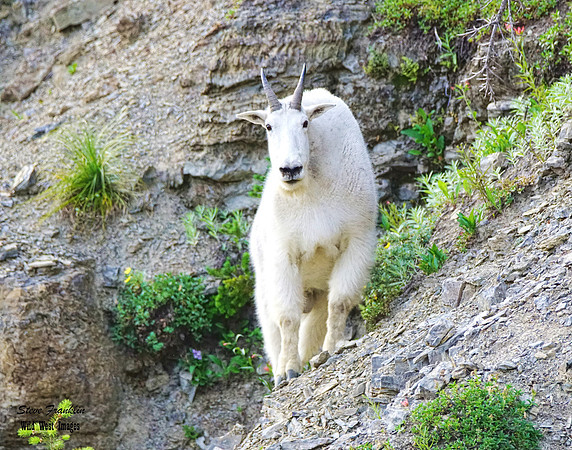 White Mountain Goat Logan 2 det w