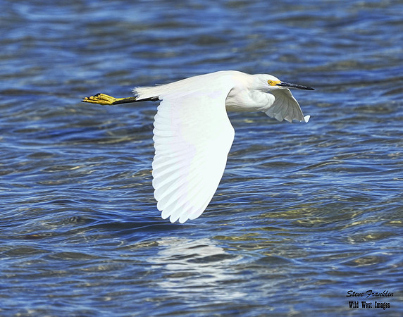 Snowy Egret 2 det WWI