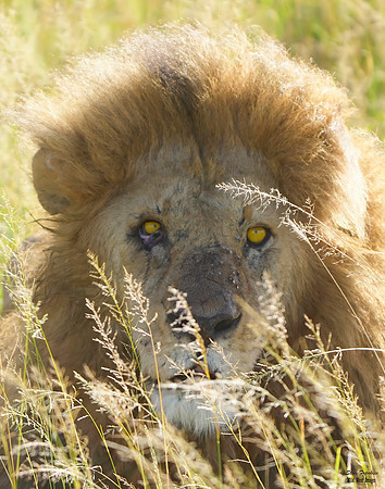 Lion Male scars 3 det + WWI