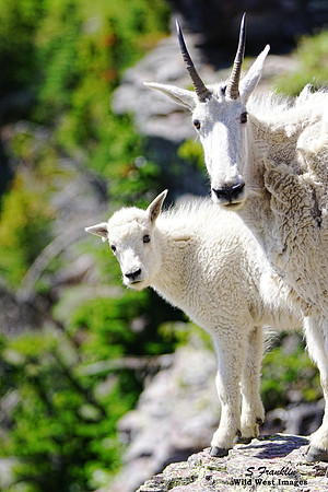 White Mountain Goat 6