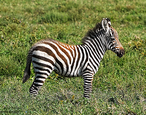 Zebra baby 1 det WWI