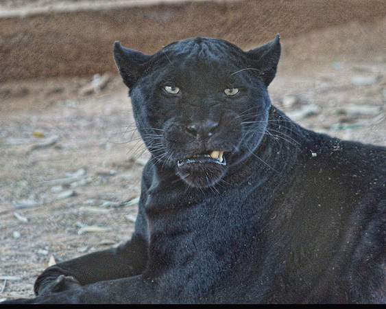a Panther orig 2 - Detail Med -