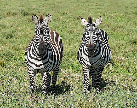 Zebra duo det WWI